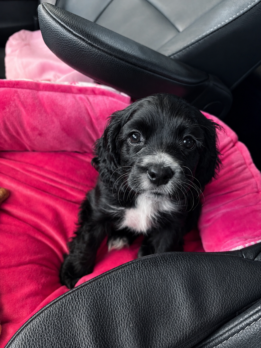 Cocker spaniel puppy 