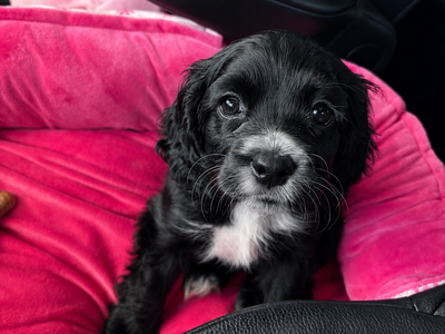 Cocker spaniel puppy