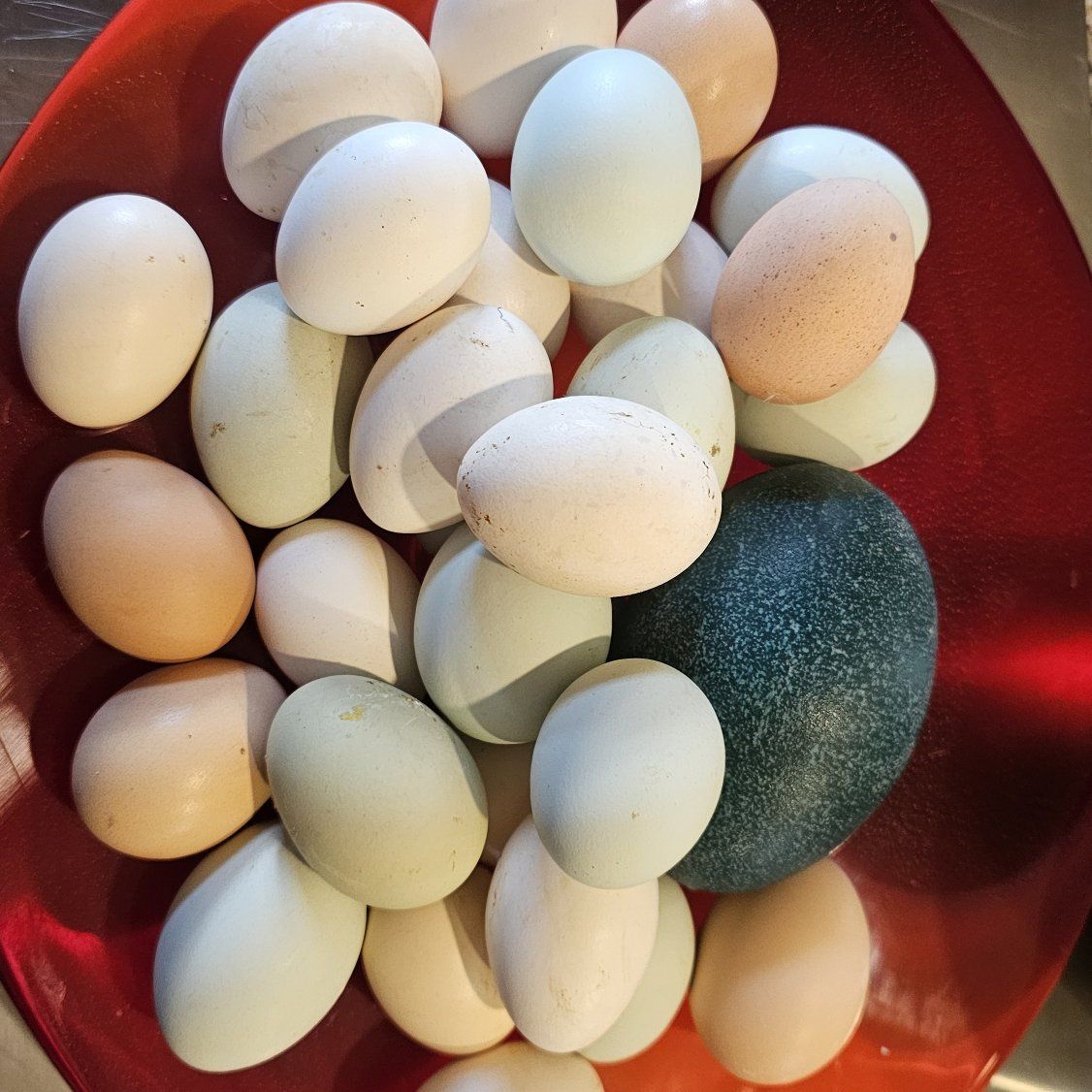 Rainbow Eggs from Happy Ranch Hens
