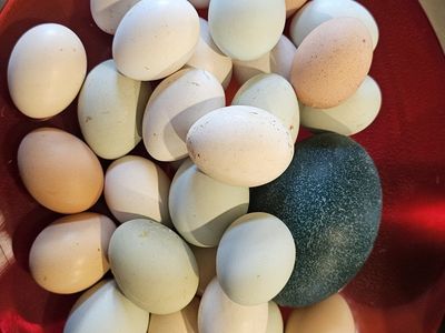 Rainbow Eggs from Happy Ranch Hens