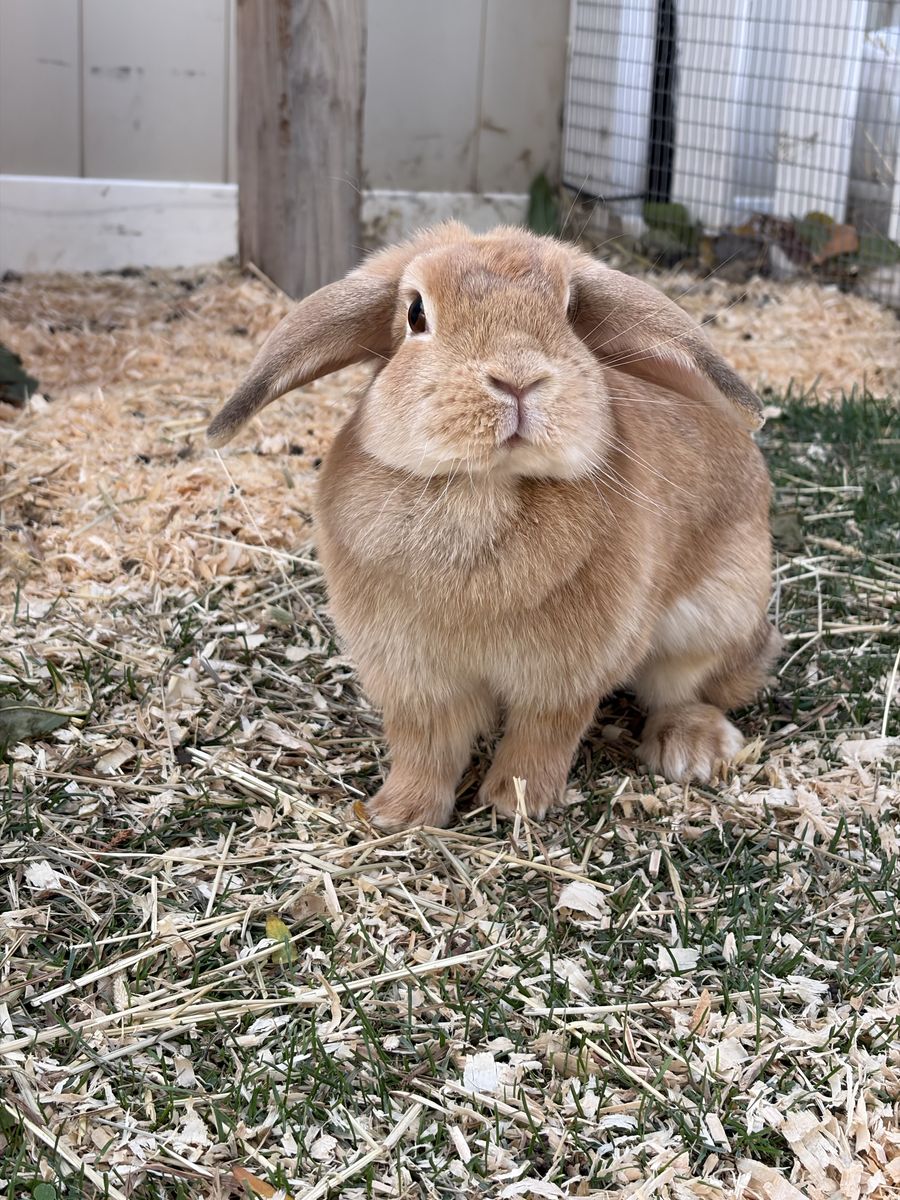 Free Holland Lop Doe