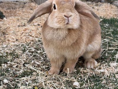 Free Holland Lop Doe