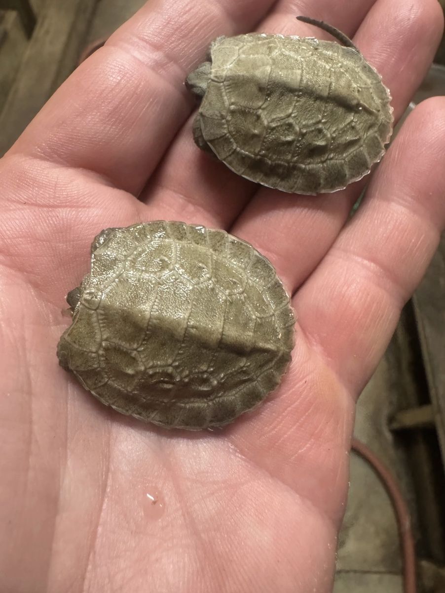 North American Wood Turtle