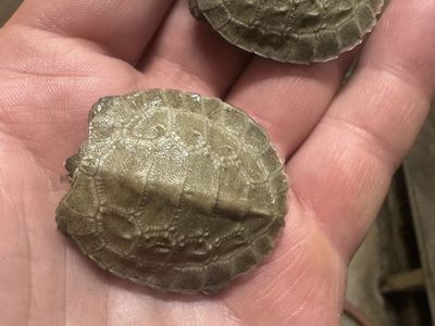 North American Wood Turtle