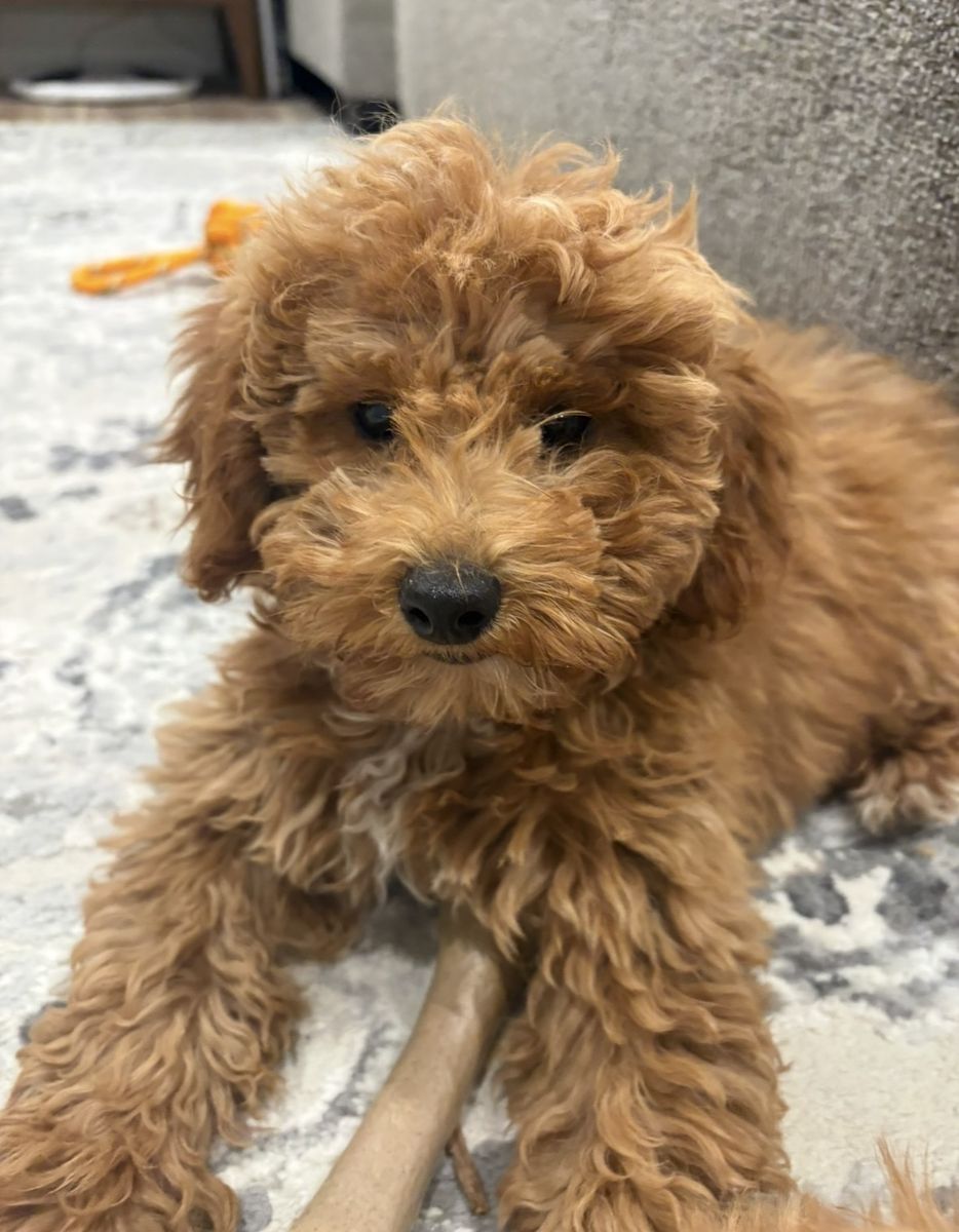 Adorable Apricot Mini Goldendoodle Female Puppy 12 weeks old.