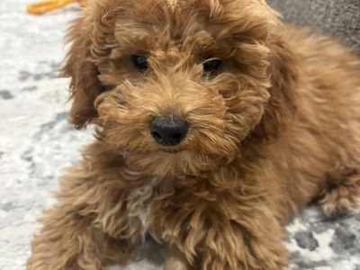 Adorable Apricot Mini Goldendoodle Female Puppy 12 weeks old.