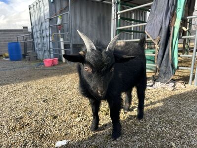 4-Month-Old Billy Goat – Fainting × Nigerian Dwarf
