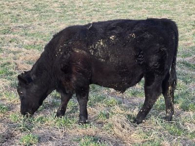 Pure bred angus