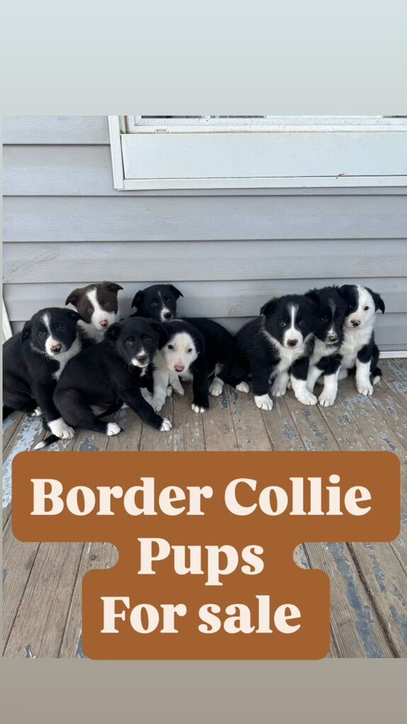 Border Collie Pups