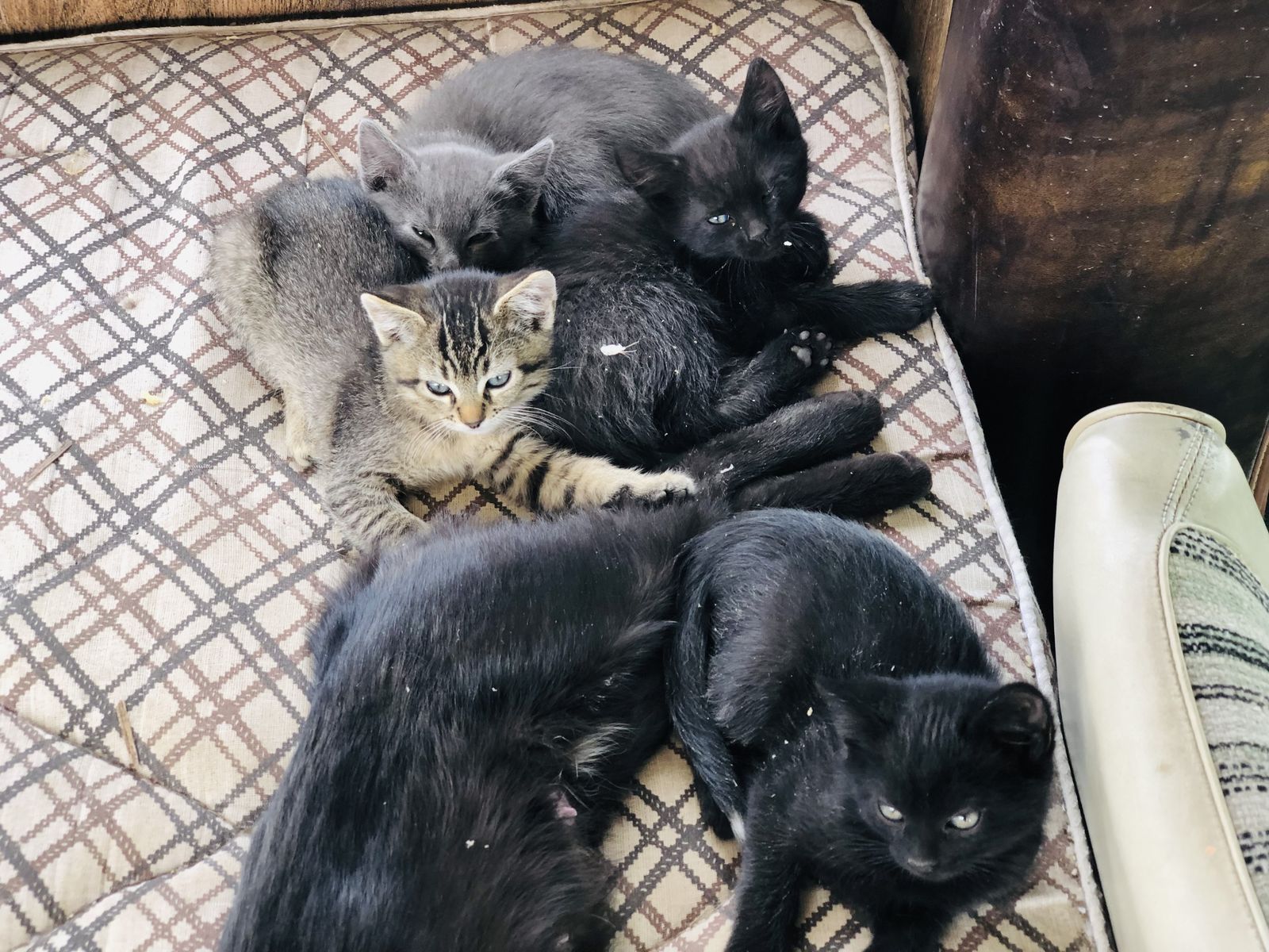 Kittens Straight from Heaven