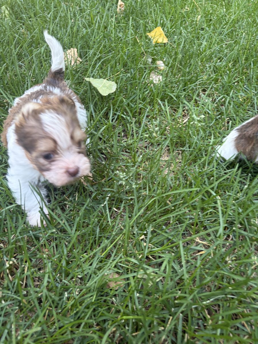 Adorable Parti yorkie puppies