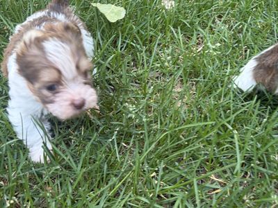 Adorable Parti yorkie puppies
