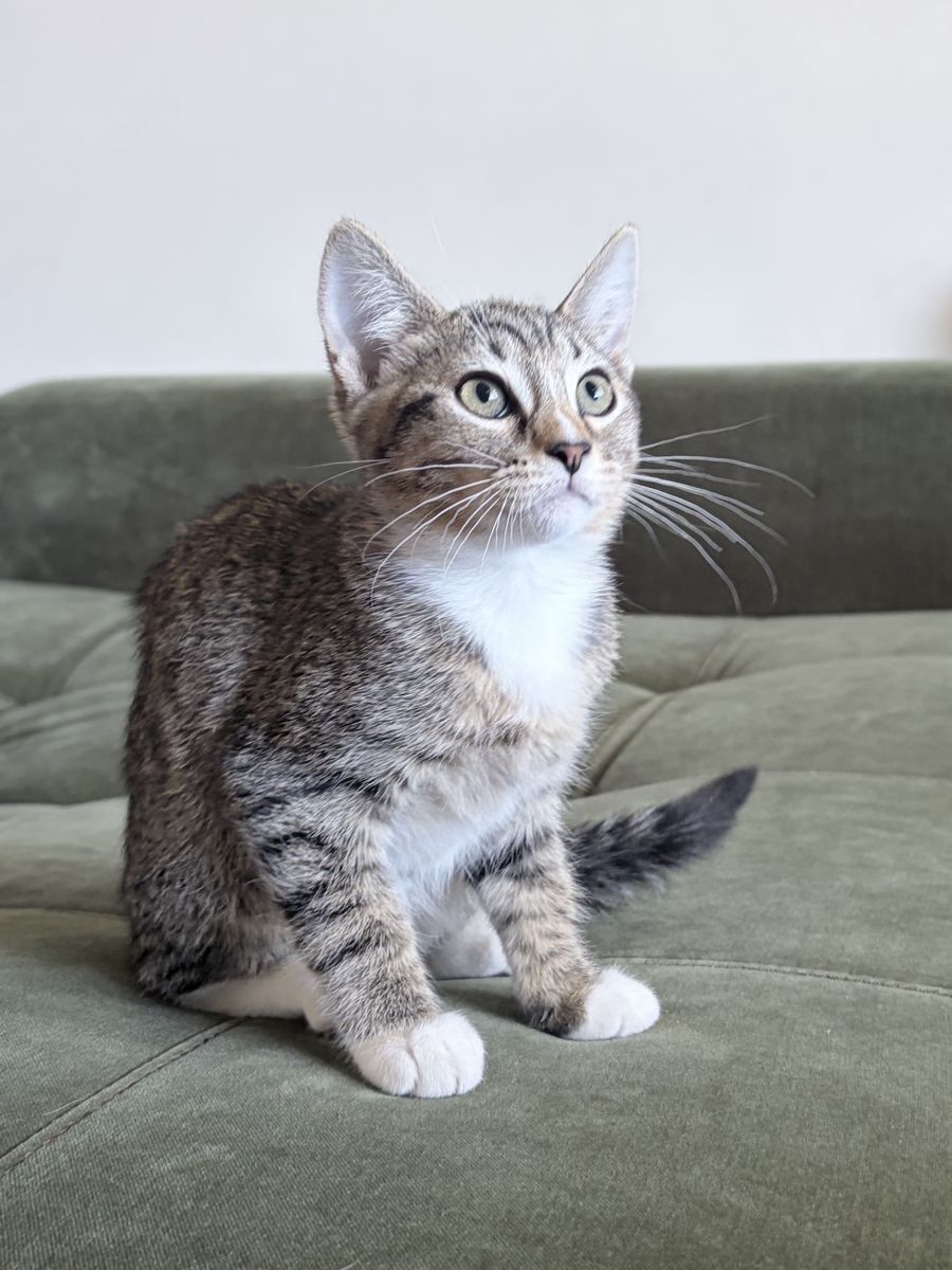 Half-Siberian Female Kitten - 9 Weeks Old