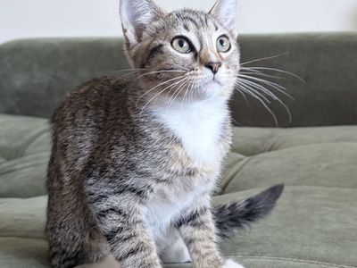 Half-Siberian Female Kitten - 9 Weeks Old