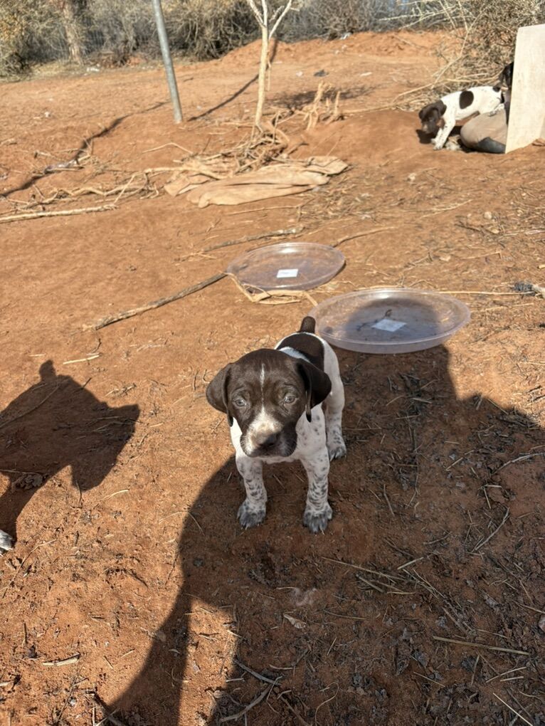 German Shorthair Pointer Puppies
