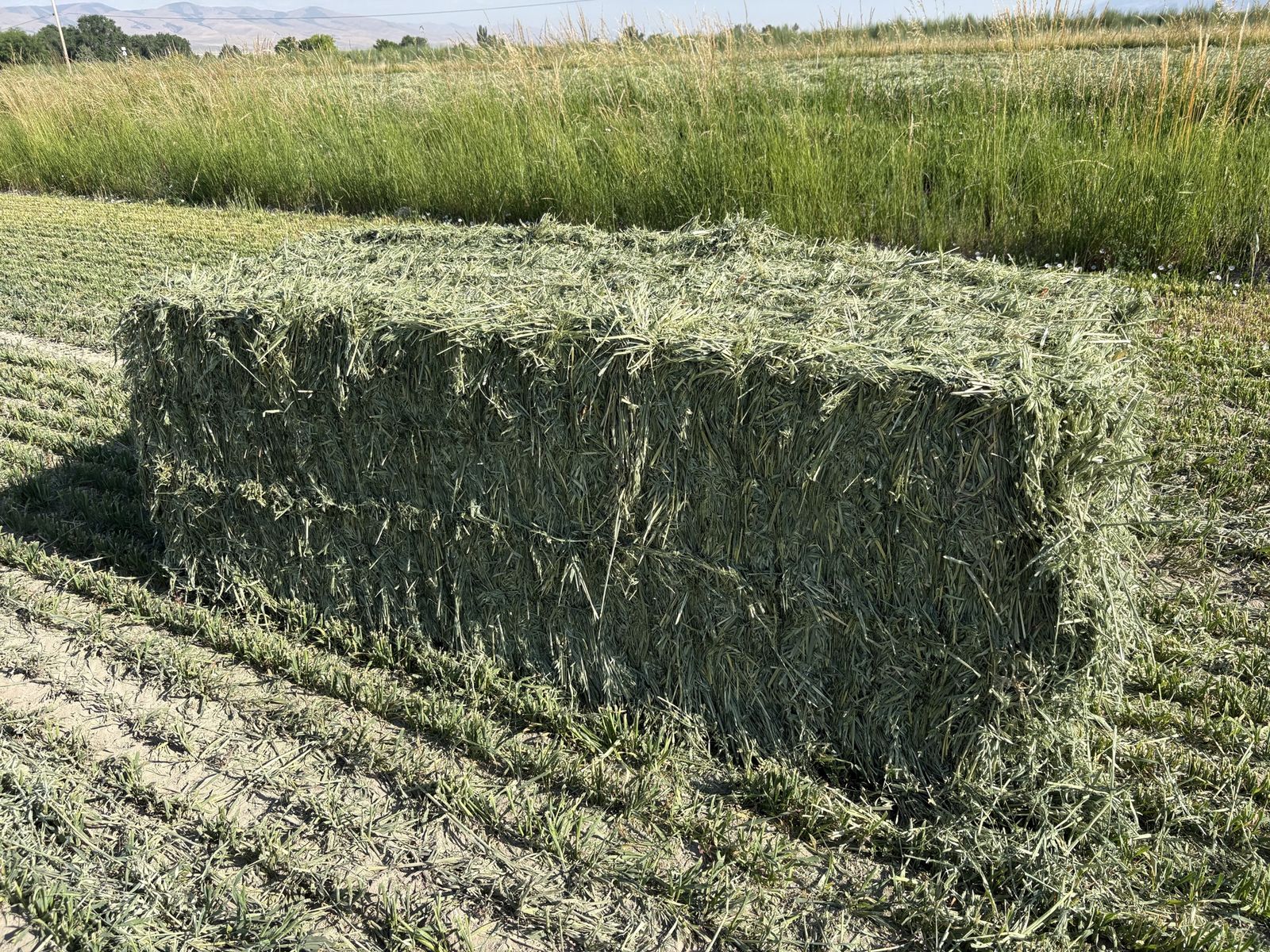 3x3 Oat Hay