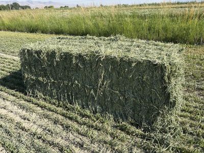 3x3 Oat Hay