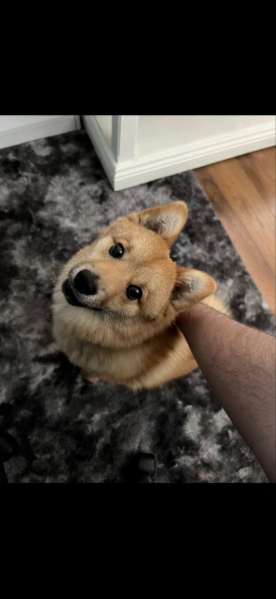 Pomsky for sale