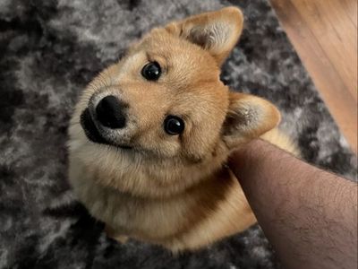 Pomsky for sale