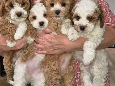 Adorable Cavapoo puppies
