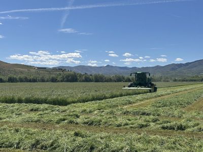 Orchard grass, 21 Small Bale Bundle