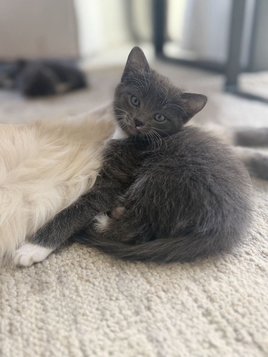 Gray and White Kittens for Adoption