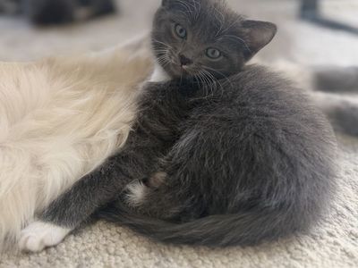 Gray and White Kittens for Adoption