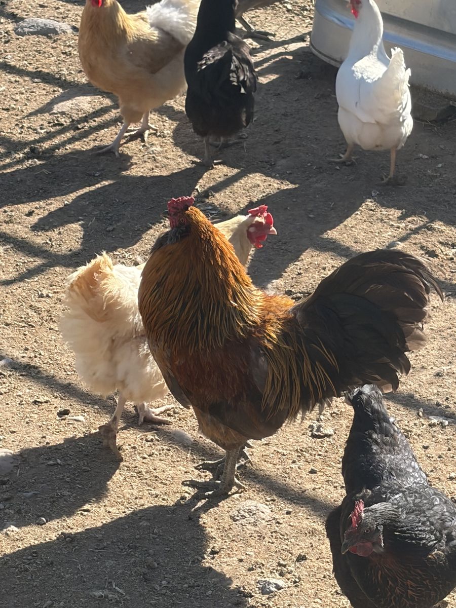 Americana Rooster