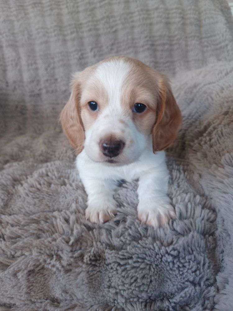 AKC Mini Dachshund Boy Puppy Cream Piebald Dapple