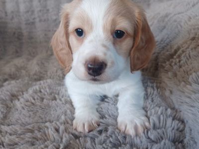 AKC Mini Dachshund Boy Puppy Cream Piebald Dapple