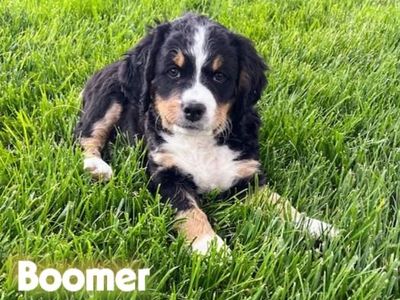 Only 2 LEFT-Unfurnished Reverse Bernedoodle 75% Bernese Mountain Dog Puppies- READY Aug 28th