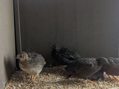 Quail males & Female