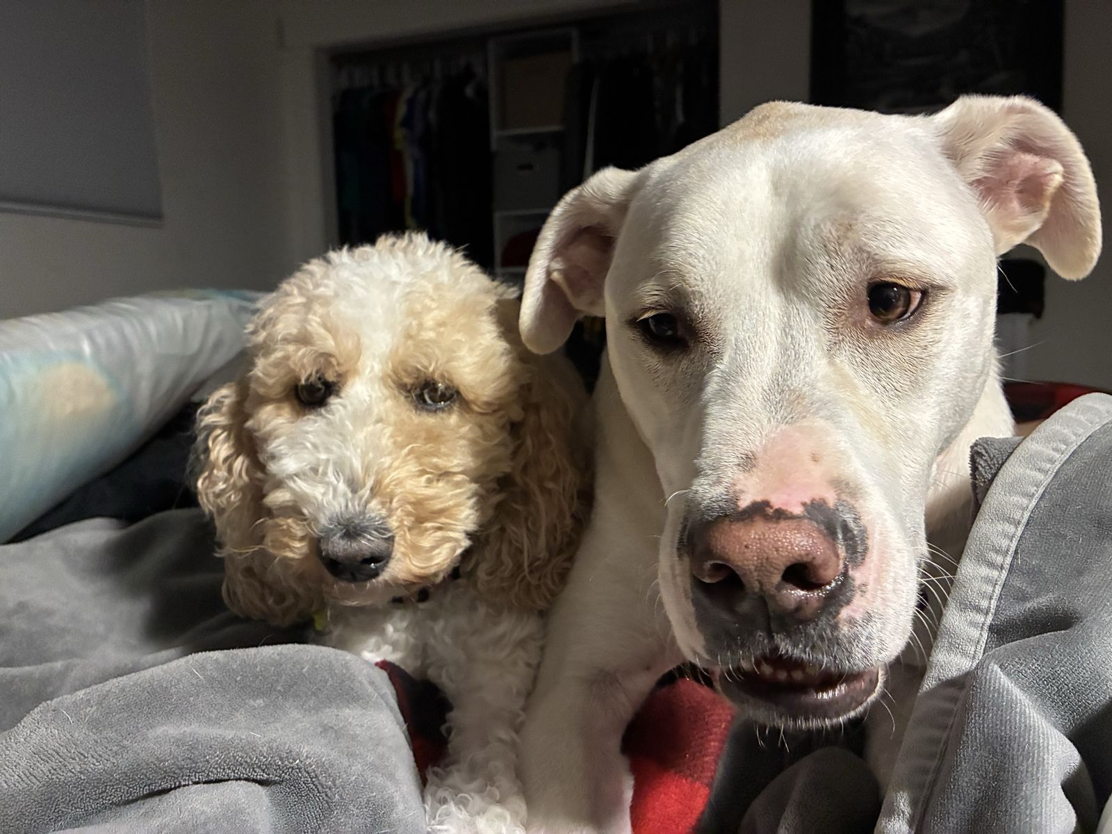 Sweet lab mix