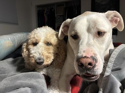 Sweet lab mix