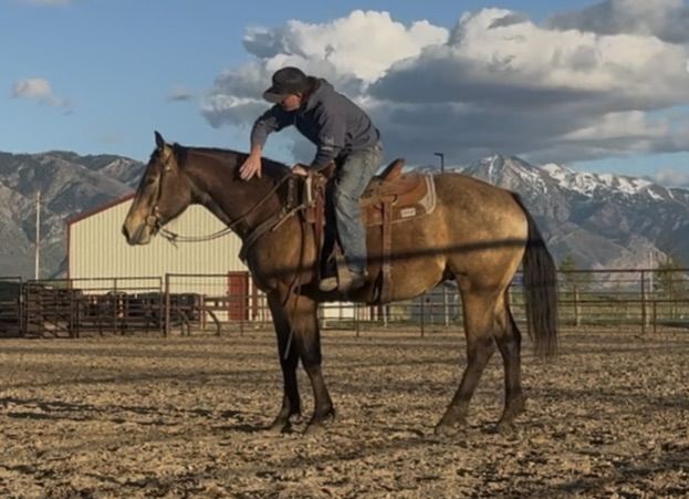 Ruby Buckle: Rope/Barrel Prospect