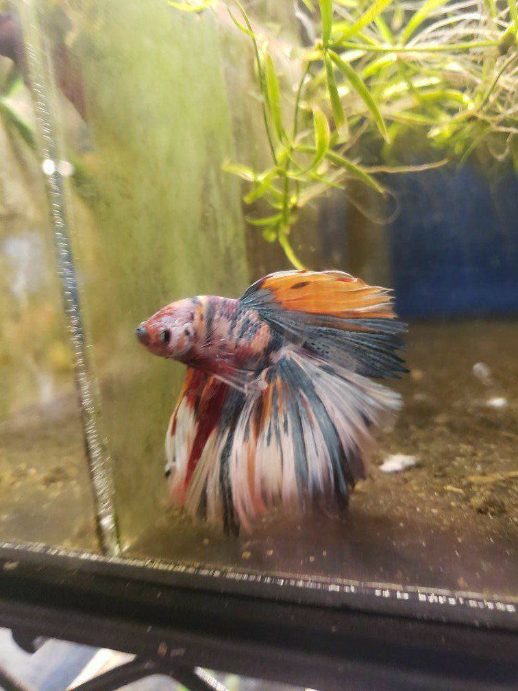 import halfmoon Betta.
