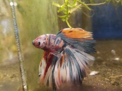 import halfmoon Betta.