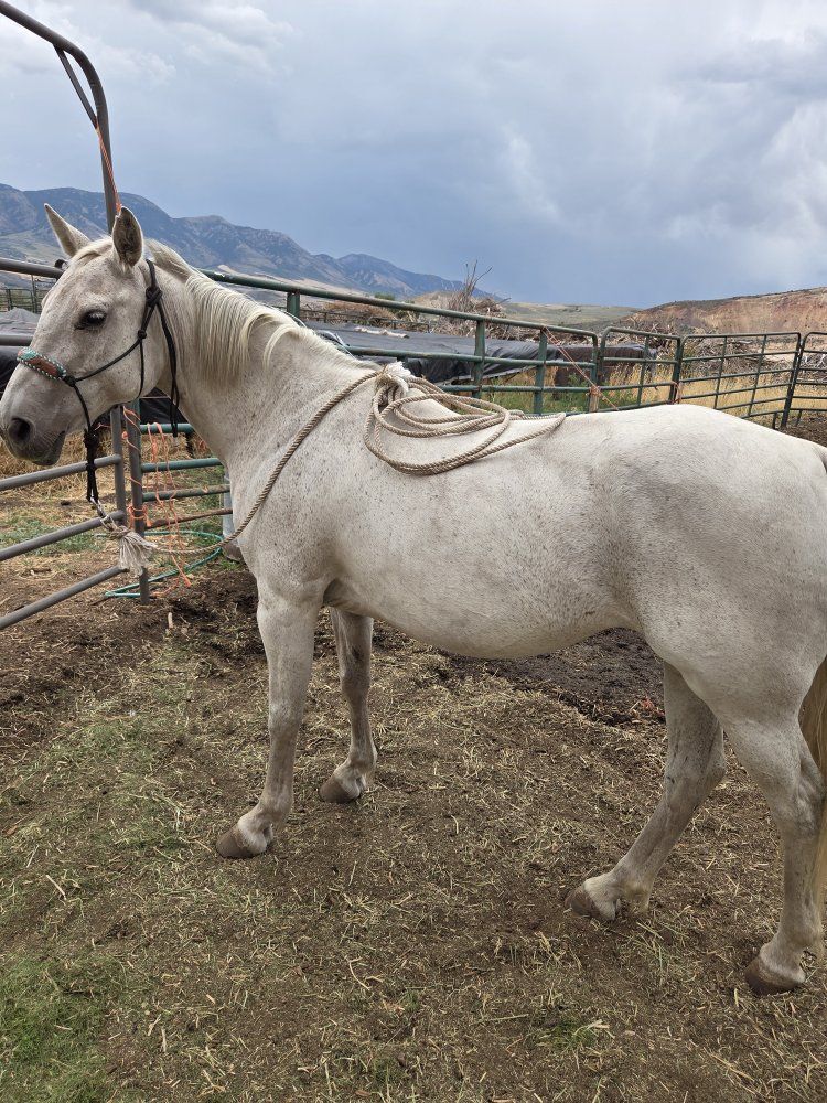 Horse , mare