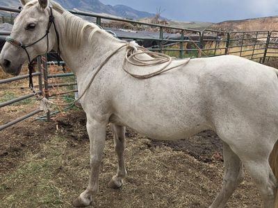 Horse , mare