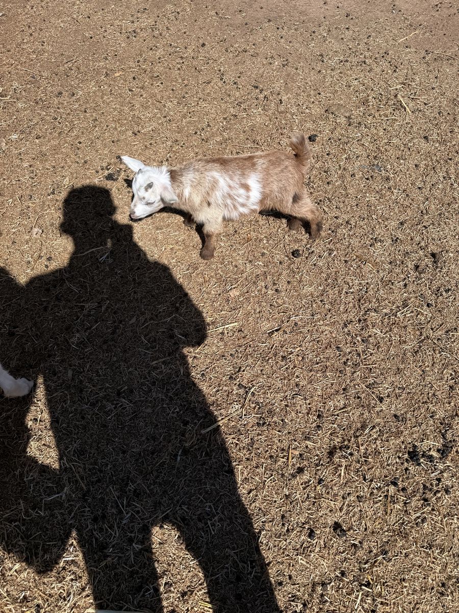 They are Nigerian Dwarf Babies