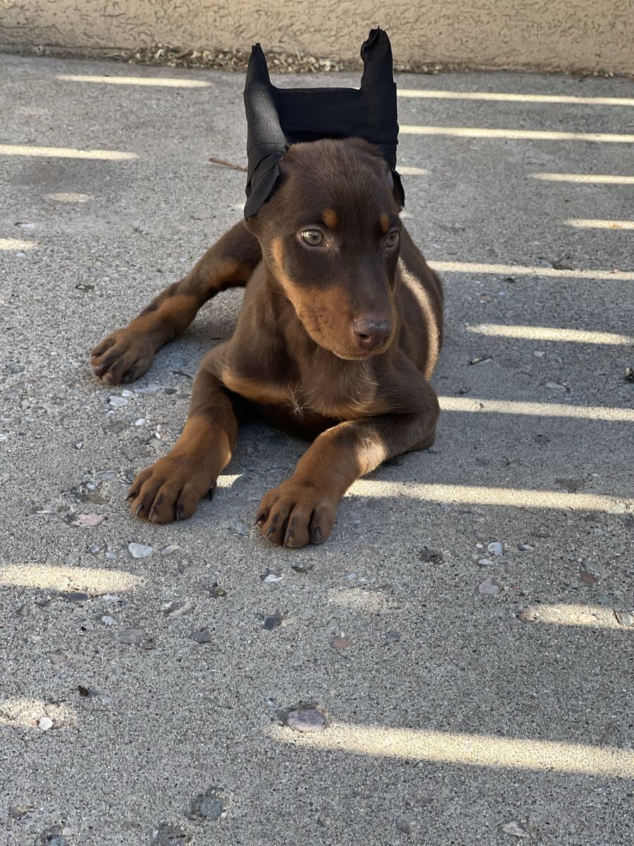 Doberman puppy