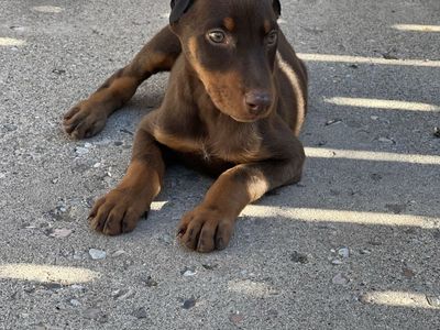 Doberman puppy