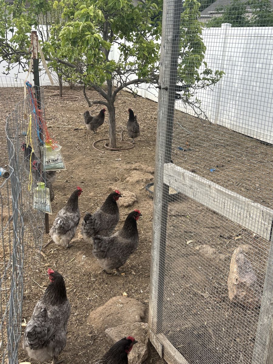 Fresh Farm Eggs
