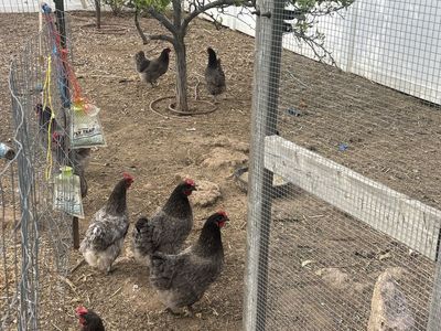 Fresh Farm Eggs