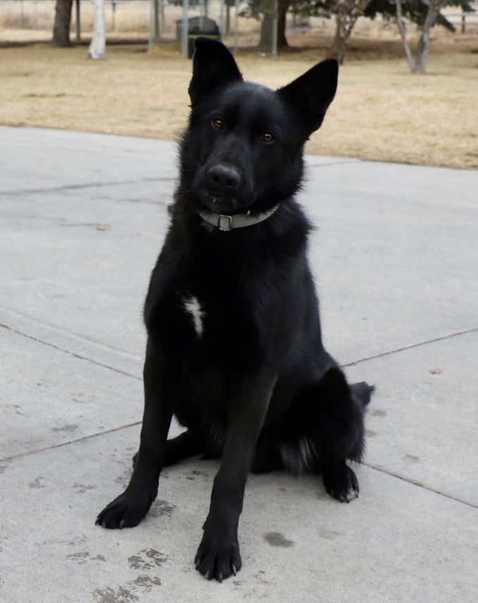 Rocky GSD 10 month old male Elevated K9 Working Dog Rescue