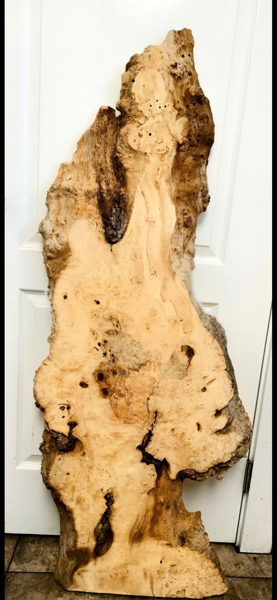 Box Elder Live Edge burl wood slab 60" long 16-22-10 inches wide