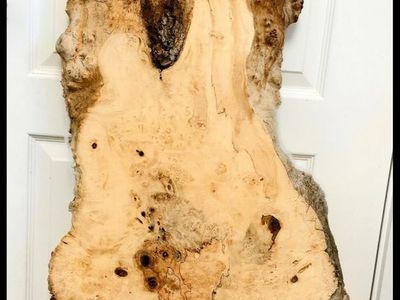 Box Elder Live Edge burl wood slab 60" long 16-22-10 inches wide