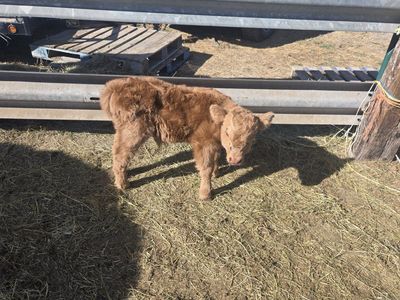 Scottish highlander (bull calf)