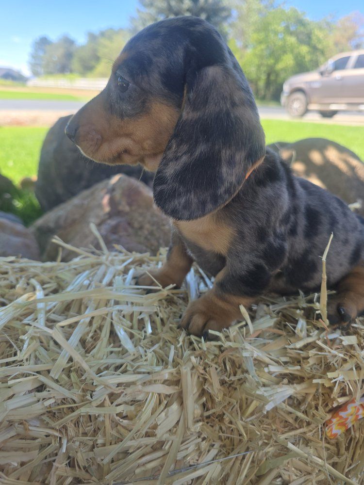 Dapple Doxies Females