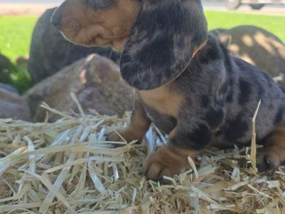 Dapple Doxies Females